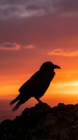 Raven silhouette perched on rocky cliff against dramatic sunset sky with orange and purple clouds for nature photography and wildlife designs.