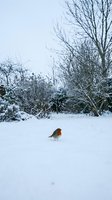 Robin bird standing on fresh snow in winter landscape with bare trees and overcast sky creating peaceful seasonal scene.