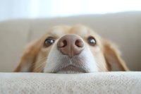 Cute golden dog peeking over sofa edge with big nose close-up, funny curious pet expression at home on couch.