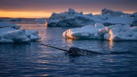 Seal swimming among icebergs at golden hour in arctic waters, with snow-covered mountains and glowing ice chunks reflecting warm sunset light.