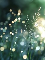 Delicate grass silhouette against dreamy bokeh background in teal and gold tones. Soft morning dew drops create magical nature atmosphere for wellness designs.
