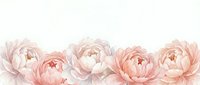 Soft pink peony flowers arranged in elegant row on white background for wedding invitations, feminine designs and romantic decorations.