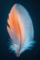 Delicate white and coral feather with intricate natural patterns on dark blue background showcases detailed texture and soft downy base in macro photography.