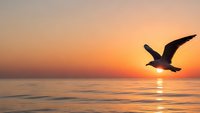 Seagull flying over calm ocean waters during golden sunset with warm orange and pink sky colors reflecting on water surface creating peaceful seascape scene.