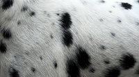 Close-up texture of white animal fur with distinctive black spots and markings, natural pattern detail for backgrounds and design projects.