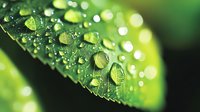 Macro photography of water droplets on green leaf surface with morning dew, showing nature details and bokeh light effect in background. Perfect for environmental themes.