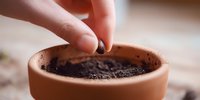 Close-up of hand planting seed in terracotta pot with rich soil, showing gardening process and beginning of plant growth.
