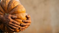 Farmer holding fresh harvested pumpkin with soil-covered hands against neutral background, suitable for agriculture and harvest themed projects.
