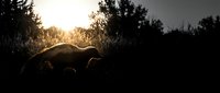 Silhouette of pig grazing in natural meadow during golden hour sunset with warm backlighting creating dramatic atmospheric mood for farm and agriculture concepts.