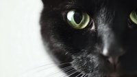 Close-up of black cat with intense green eyes against white background, creating dramatic contrast for pet photography or animal portrait designs.