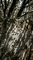 Weathered tree bark texture with deep grooves and natural patterns in forest setting with dappled sunlight creating dramatic shadows and highlights.
