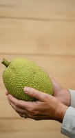 Person holding fresh green jackfruit with textured bumpy skin against neutral background. Suitable for food, agriculture, and healthy eating content.