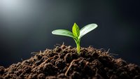 Young green plant seedling emerging from rich dark soil against dramatic lighting background symbolizing new life growth and fresh beginnings.