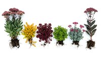 Colorful garden plants with exposed roots arranged in row showing diverse foliage textures and flower varieties for botanical education and design.