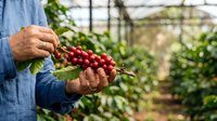 Farmer holding fresh red coffee cherries in greenhouse plantation, harvesting ripe berries for processing and production.