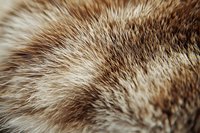 Close up macro shot of brown and beige animal fur texture showing detailed hair strands and soft fluffy pattern. Natural organic background for design projects.