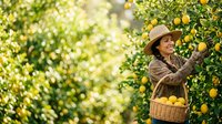 Farmer man harvesting fresh lemons from orchard trees, holding wicker basket filled with yellow citrus fruits for agricultural and farming industry use.
