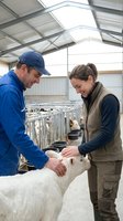 Two farmers examining white calf in modern dairy barn facility for livestock health check and agricultural veterinary care.