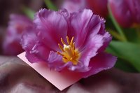 Vibrant pink fringed tulip with yellow stamen in full bloom, macro photography showing delicate petal texture against soft blurred background.