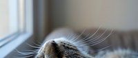 Relaxed tabby cat lying upside down near a window, close-up of nose and whiskers with soft bokeh background.