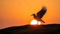 Silhouette of crow taking flight against vibrant orange sunset sky. Bird spreads wings wide as it launches from rocky terrain with glowing sun backdrop.