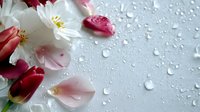 Fresh spring flowers and petals with water drops on light gray background, romantic floral composition with white and pink blossoms creating delicate atmosphere.
