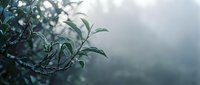 Morning dew covers fresh green leaves on a misty branch, creating a serene natural scene perfect for wellness and nature-themed designs.