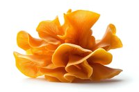 Fresh orange oyster mushrooms with delicate gills and wavy texture isolated on white background, raw organic edible fungi for cooking and gastronomy.
