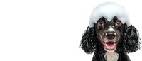 Black and white cocker spaniel with snow covered head looking at camera with happy expression and mouth open against white background.