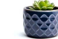Small green succulent plant in decorative blue ceramic pot with geometric diamond pattern texture, minimalist home decor against white background.