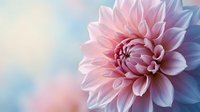 Pink dahlia flower in full bloom with layered petals on soft pastel gradient background for spring garden designs and floral decorations.