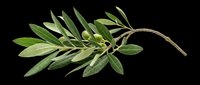 Olive branch with green leaves and small olives, isolated on transparent background, ready for T-shirts, stickers, clipart, sublimation, and print on demand use.