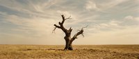 Solitary dead tree stands in vast arid desert landscape under cloudy sky, symbolizing environmental degradation, climate change, and deforestation for editorial and awareness campaigns.