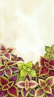 Colorful coleus plants with vibrant burgundy and yellow variegated foliage arranged at bottom border on cream background, leaving copy space above for text or design elements.
