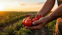Farmer hands holding fresh ripe red tomatoes at sunset in agricultural field. Organic farming harvest concept with golden hour lighting over crop rows.