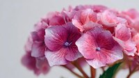 Pink and purple hydrangea flowers in soft pastel tones with delicate petals and natural lighting for spring garden and floral design projects.