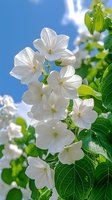 Pure white jasmine flowers blooming against bright blue sky with green leaves in background, captured in soft natural daylight. Fresh spring garden scene.