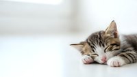 Adorable tabby kitten sleeping peacefully on white surface with paws tucked under chin, perfect for pet care and animal wellness content.