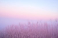 Delicate pink and purple grass silhouettes against misty pastel sky at dawn create dreamy minimalist nature background for wellness and meditation designs.