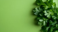 Fresh green parsley leaves on vibrant green background with copy space for culinary and cooking designs.