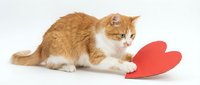 Adorable orange and white kitten playing with red heart shape on white background. Perfect for Valentine's Day, love themes, pet adoption campaigns.