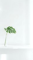Single monstera leaf in glass vase against clean white wall creating minimalist botanical home decor arrangement for modern interior design.