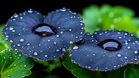 Dark purple pansy petals covered in morning dew drops against vibrant green leaves create dramatic natural macro photography composition in garden setting.