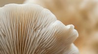 Fresh oyster mushroom with detailed gills texture closeup macro photography for culinary cooking organic food ingredients natural fungi harvest.