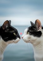 Two cats with contrasting black and white markings face each other against a serene ocean backdrop, with a small heart symbol between them symbolizing love and companionship.