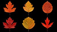 Six colorful autumn leaves in red, orange, and yellow tones, isolated on transparent background. Ready for T-shirts, stickers, clipart, sublimation, and print on demand.