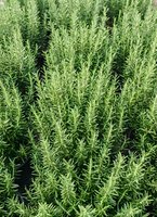 Fresh green rosemary herb plant with aromatic needle-like leaves growing in garden for culinary cooking and natural medicine applications.