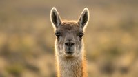 Young llama portrait with soft golden lighting and blurred natural background creating warm atmospheric mood for wildlife photography and animal content.