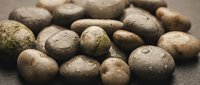Fresh organic potatoes with natural soil texture scattered on rustic surface for healthy cooking and farm-to-table cuisine preparation.
