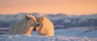 Two arctic foxes with thick white winter fur nuzzling affectionately on snowy terrain during golden hour sunset with mountain landscape background.